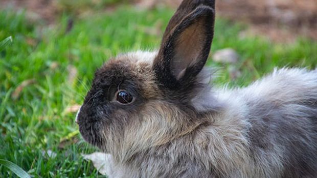 Lapin - Pexels