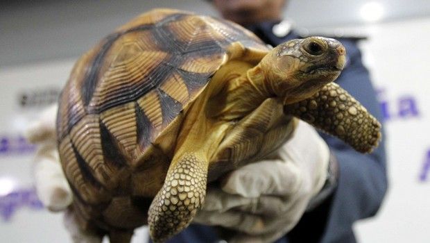 Tortue