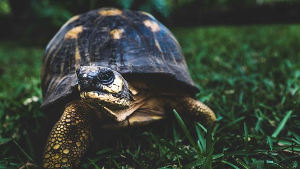 Tortue