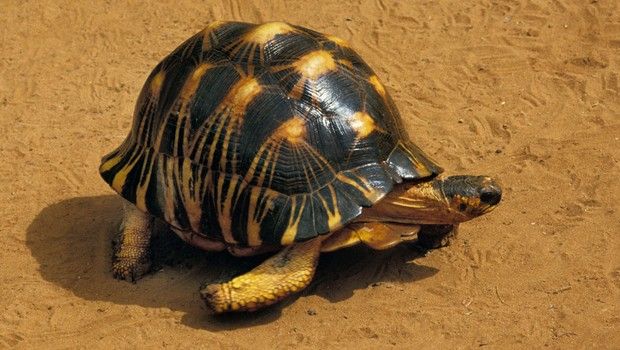 Tortue radiata - Tortue étoilée