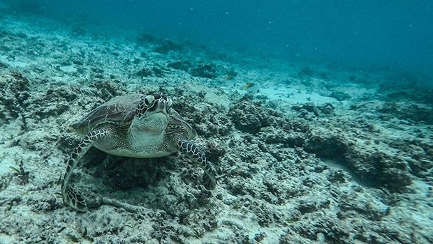 tortue verte marine