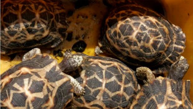 tortues