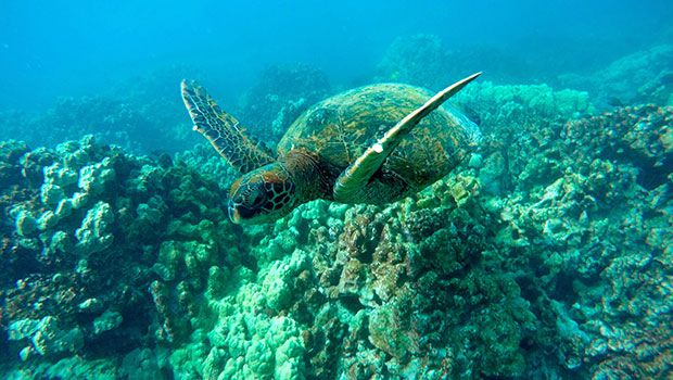 Tortues de mer